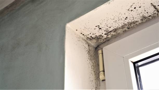 Best Mold Prevention Services  in West Baraboo, WI