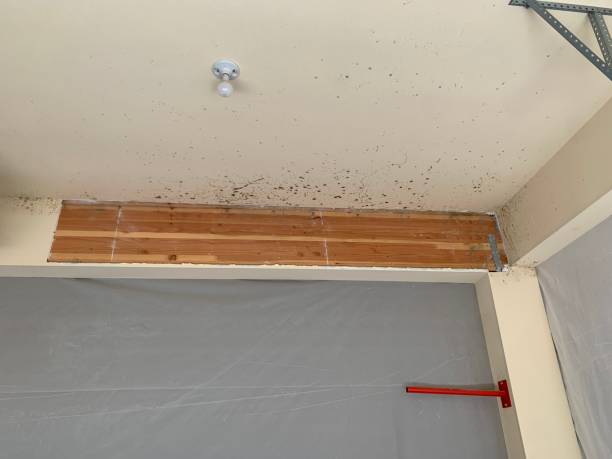 Best Real Estate Mold Inspection  in West Baraboo, WI